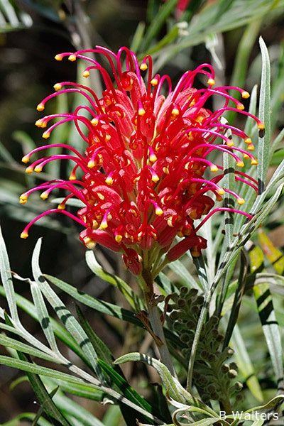 Grevillea Legacy Flame