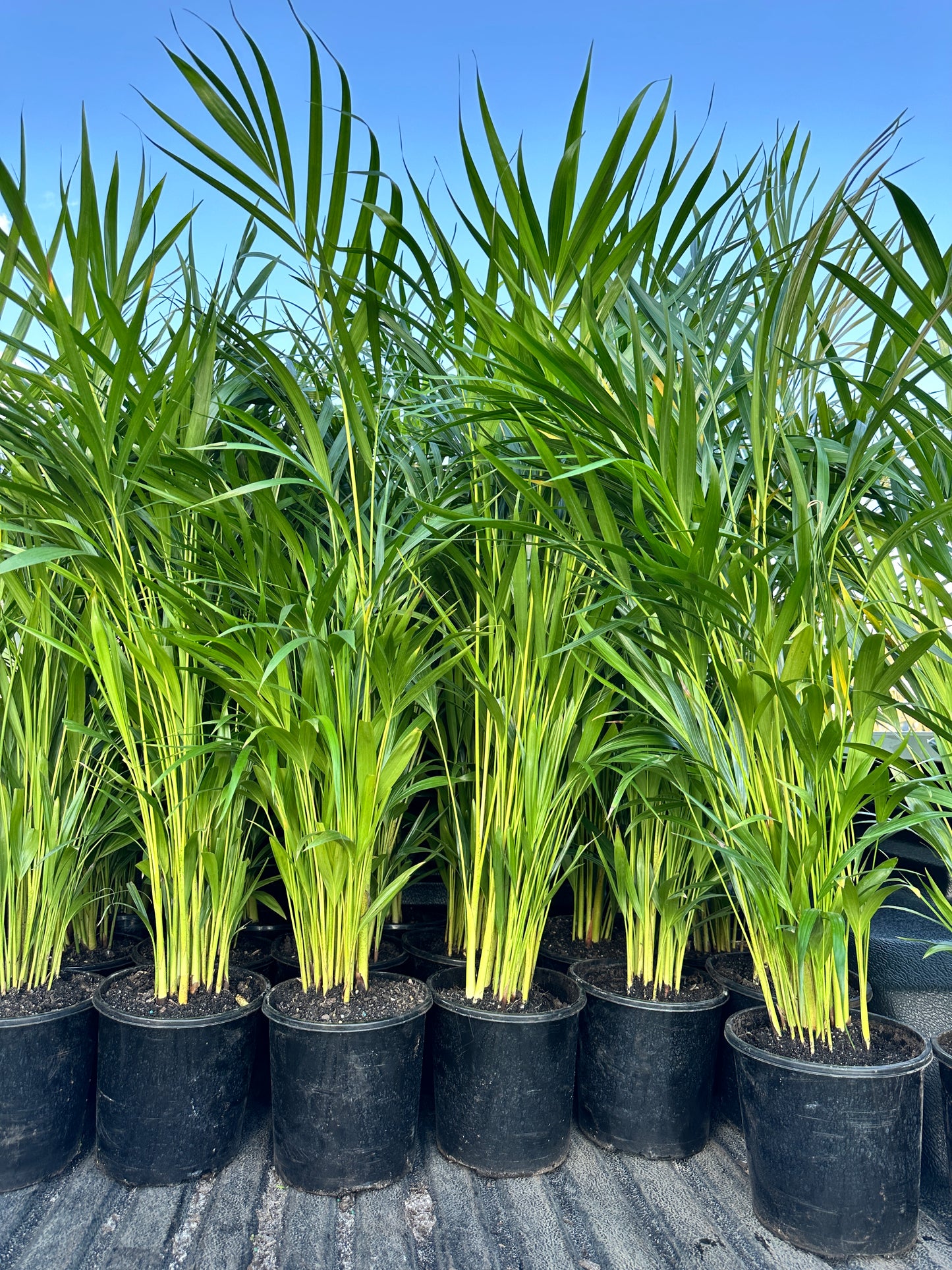 Golden Cane Palm