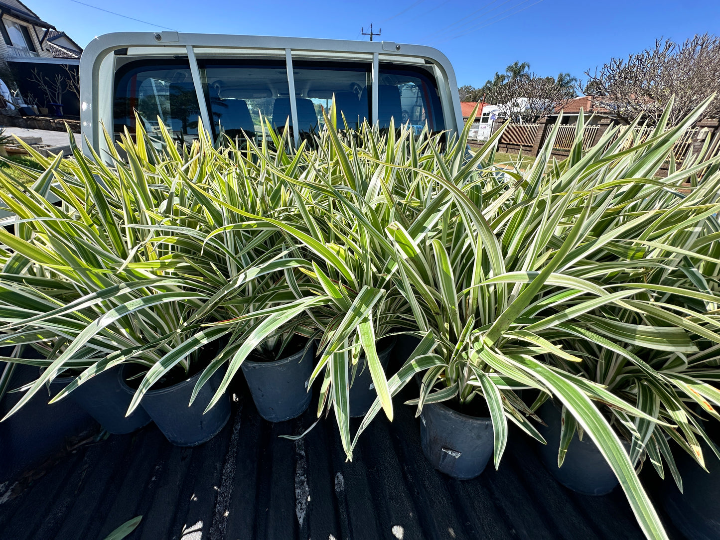 Dianella