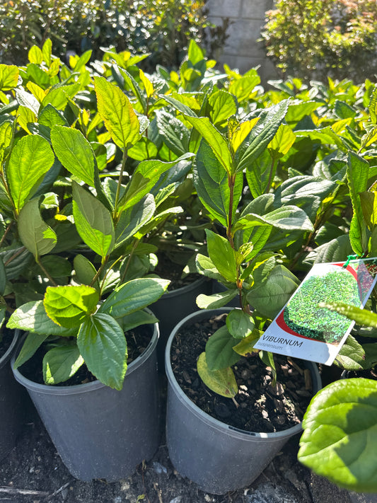 Viburnum Suspensum