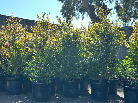 Lilly Pilly Backyard Bliss