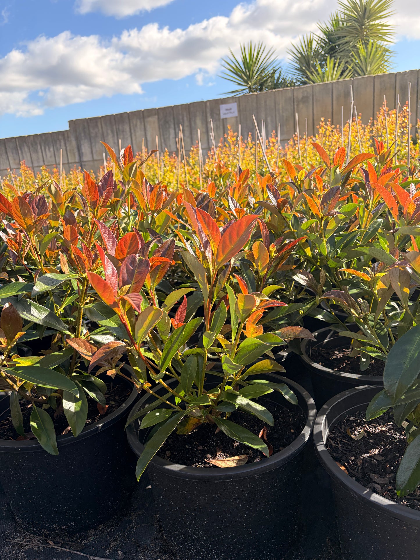 Viburnum coppertop
