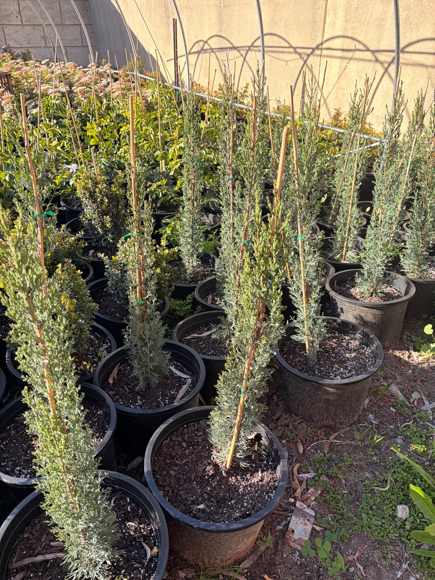 Cupressus sempervirens Glauca