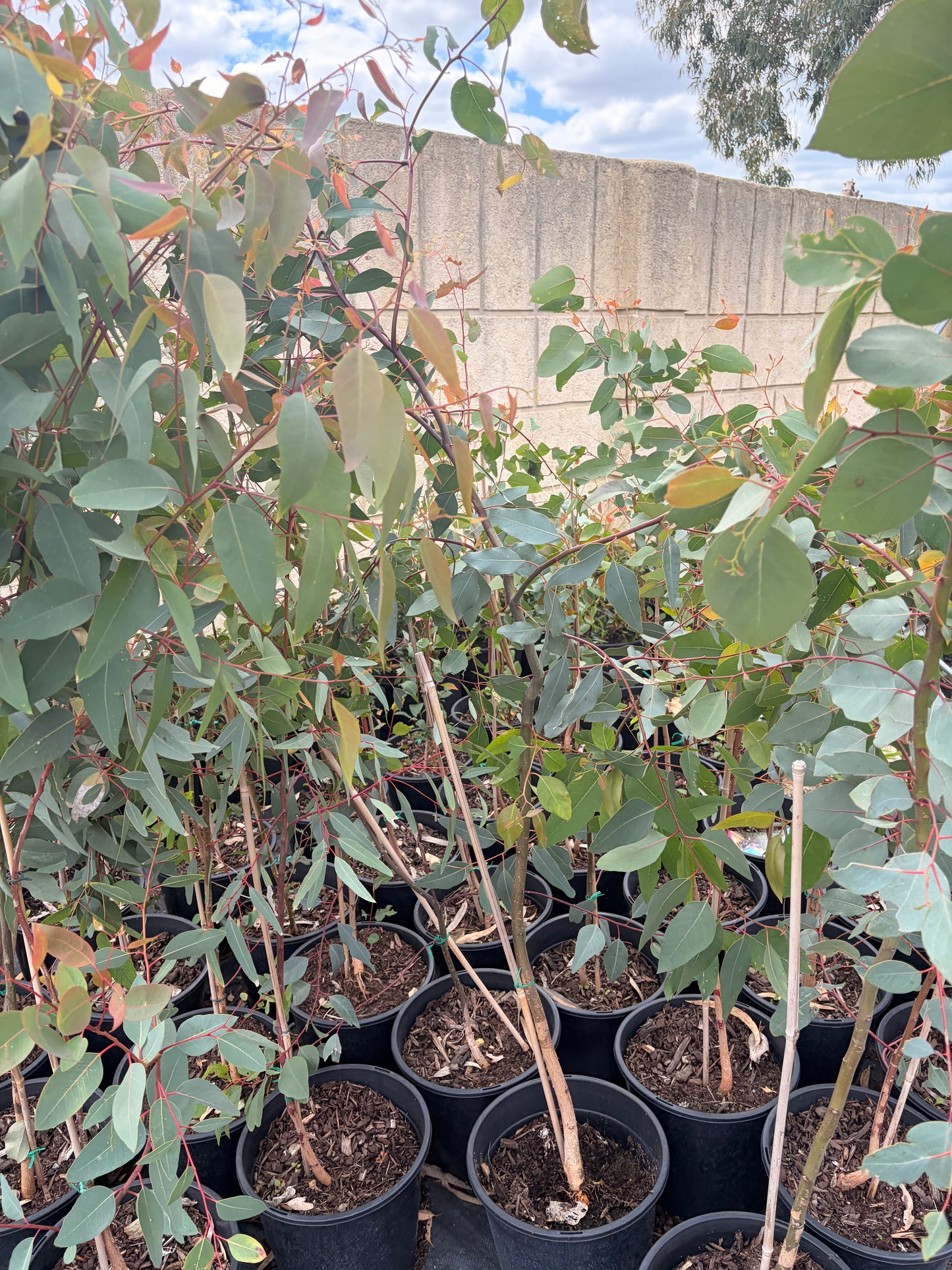 Eucalyptus rudis