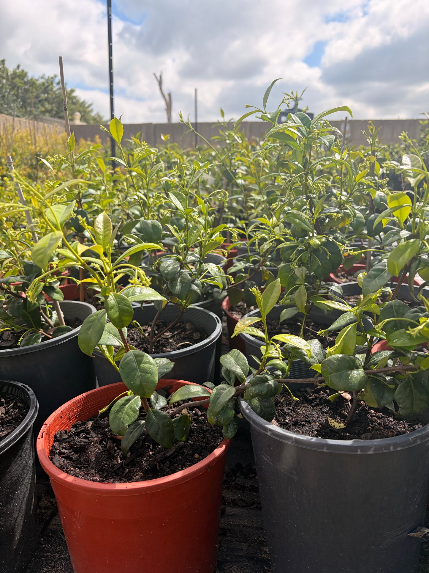 Trachelospermum jasminoides- Star Jasmine
