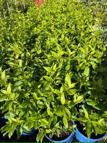 Viburnum Tinus