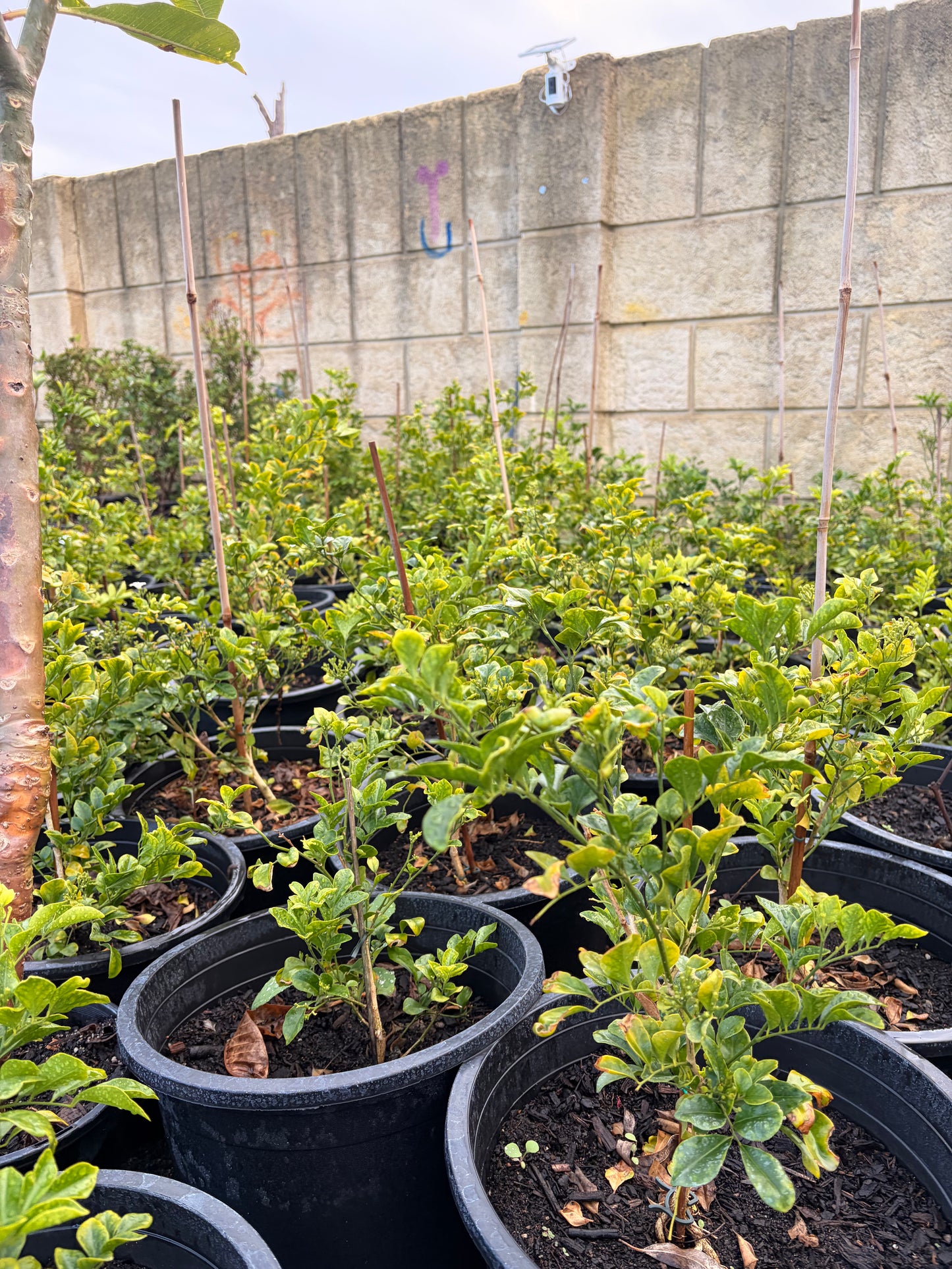 Murraya paniculata