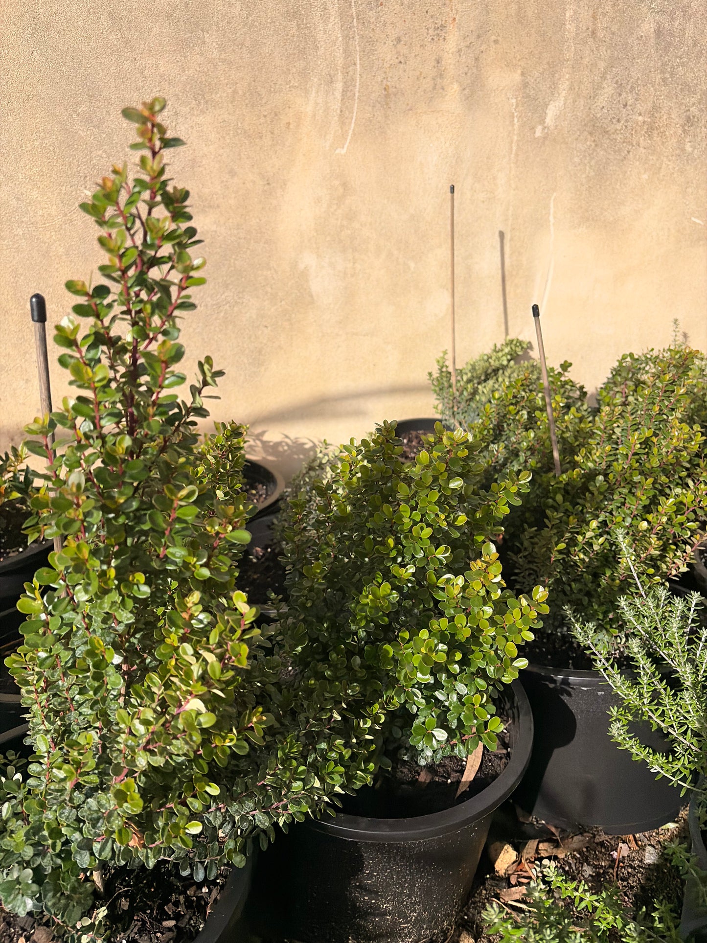 Myrsine africana- African boxwood