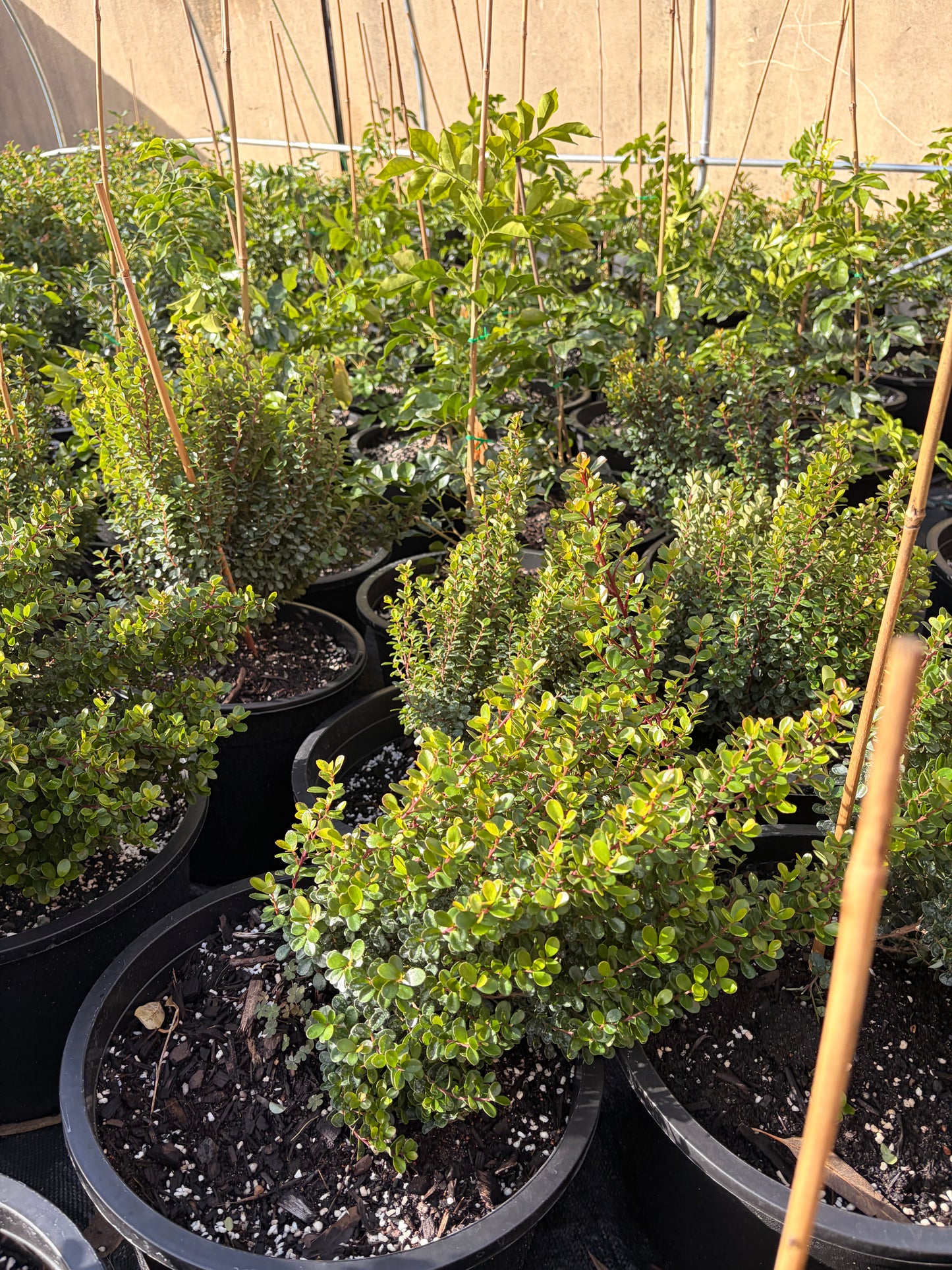Myrsine africana- African boxwood