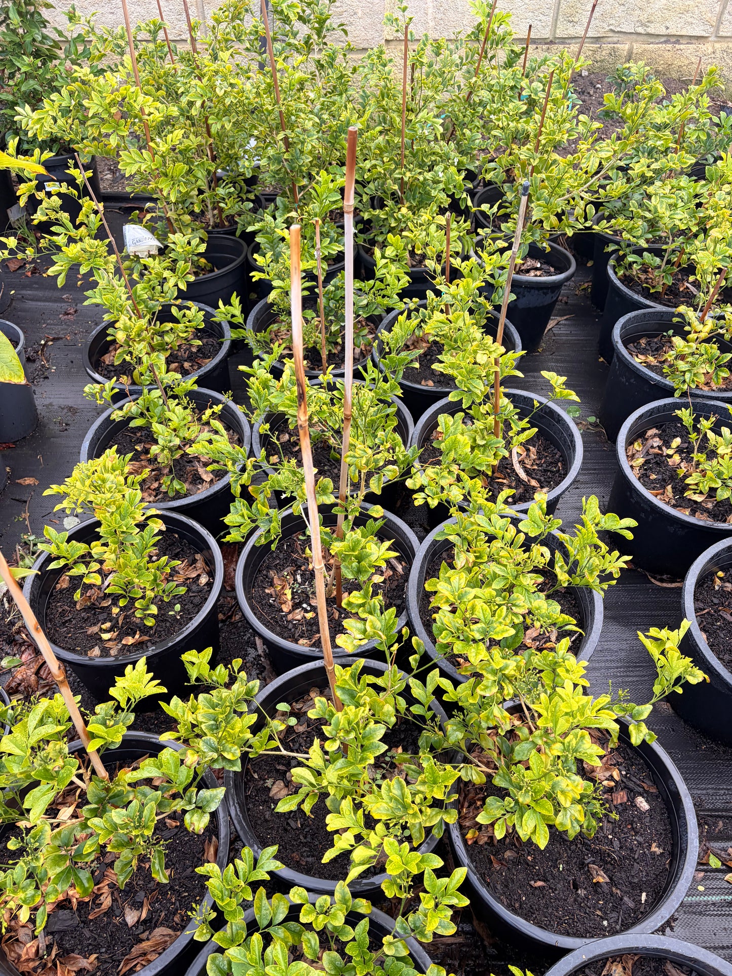 Murraya paniculata
