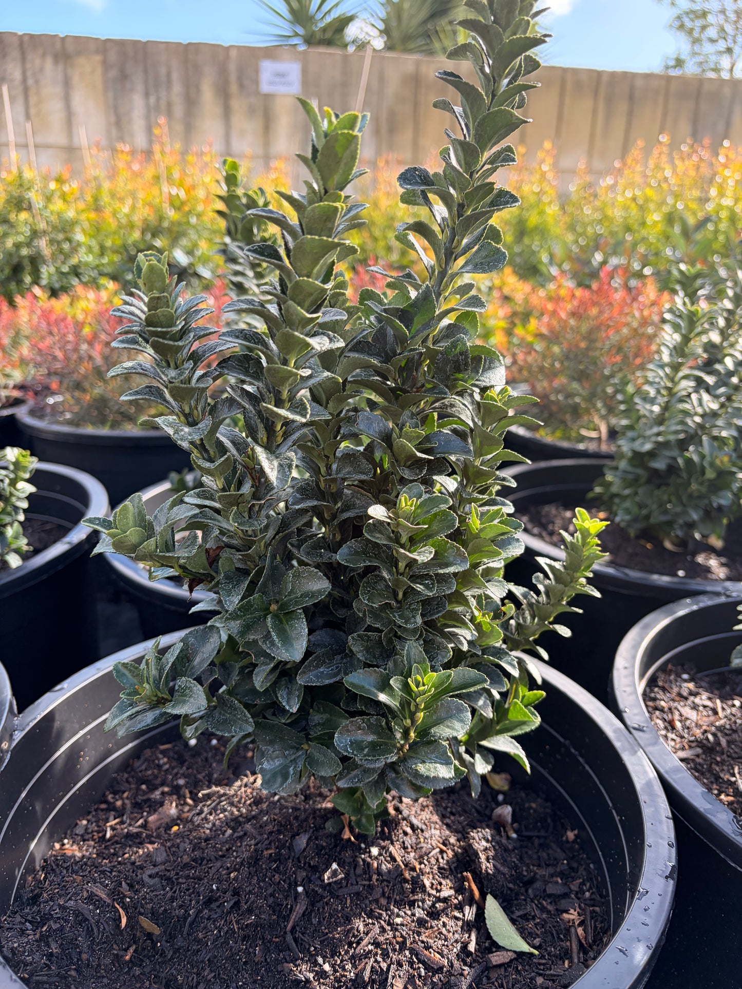Euonymus japonicus