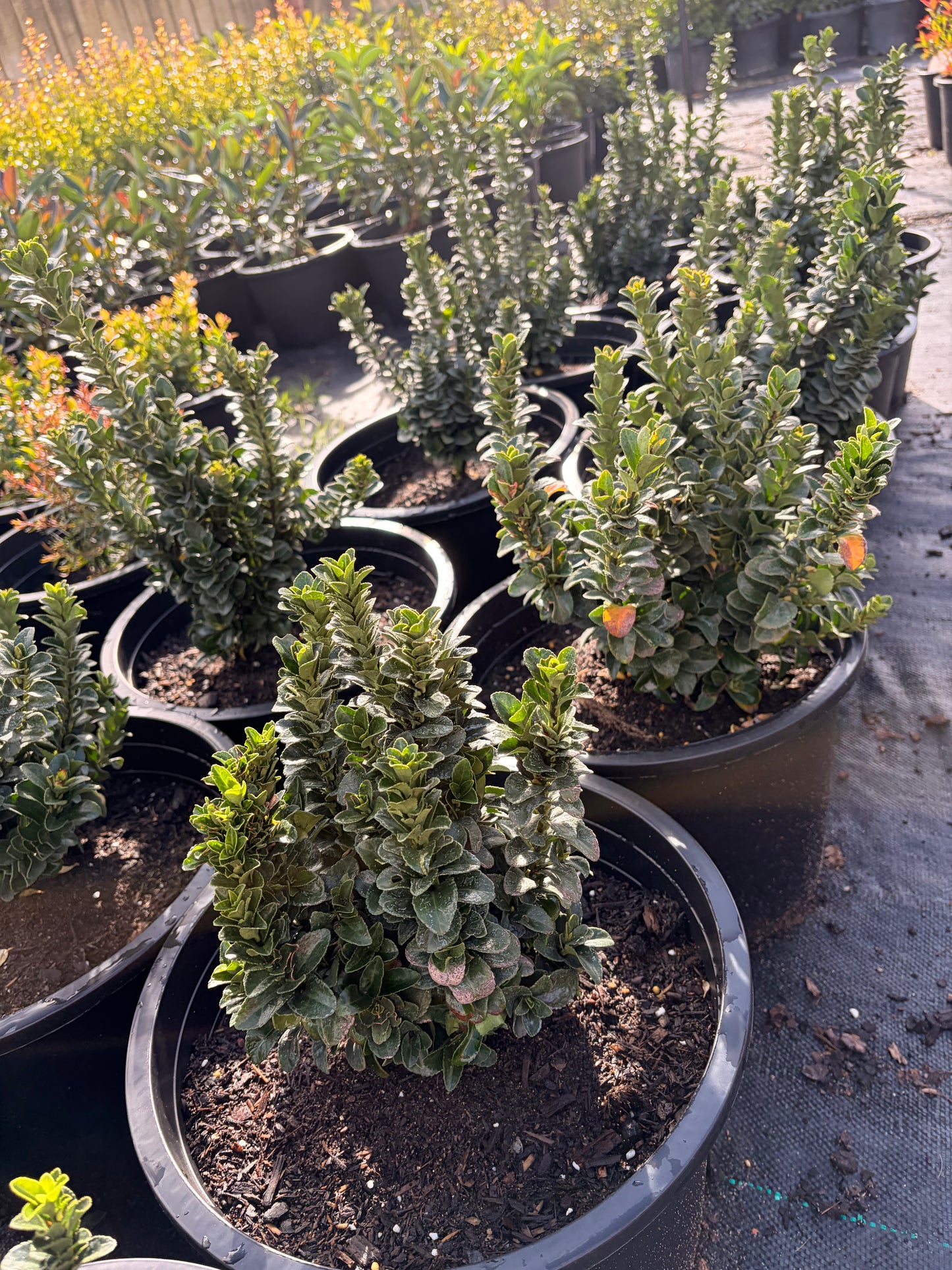 Euonymus japonicus