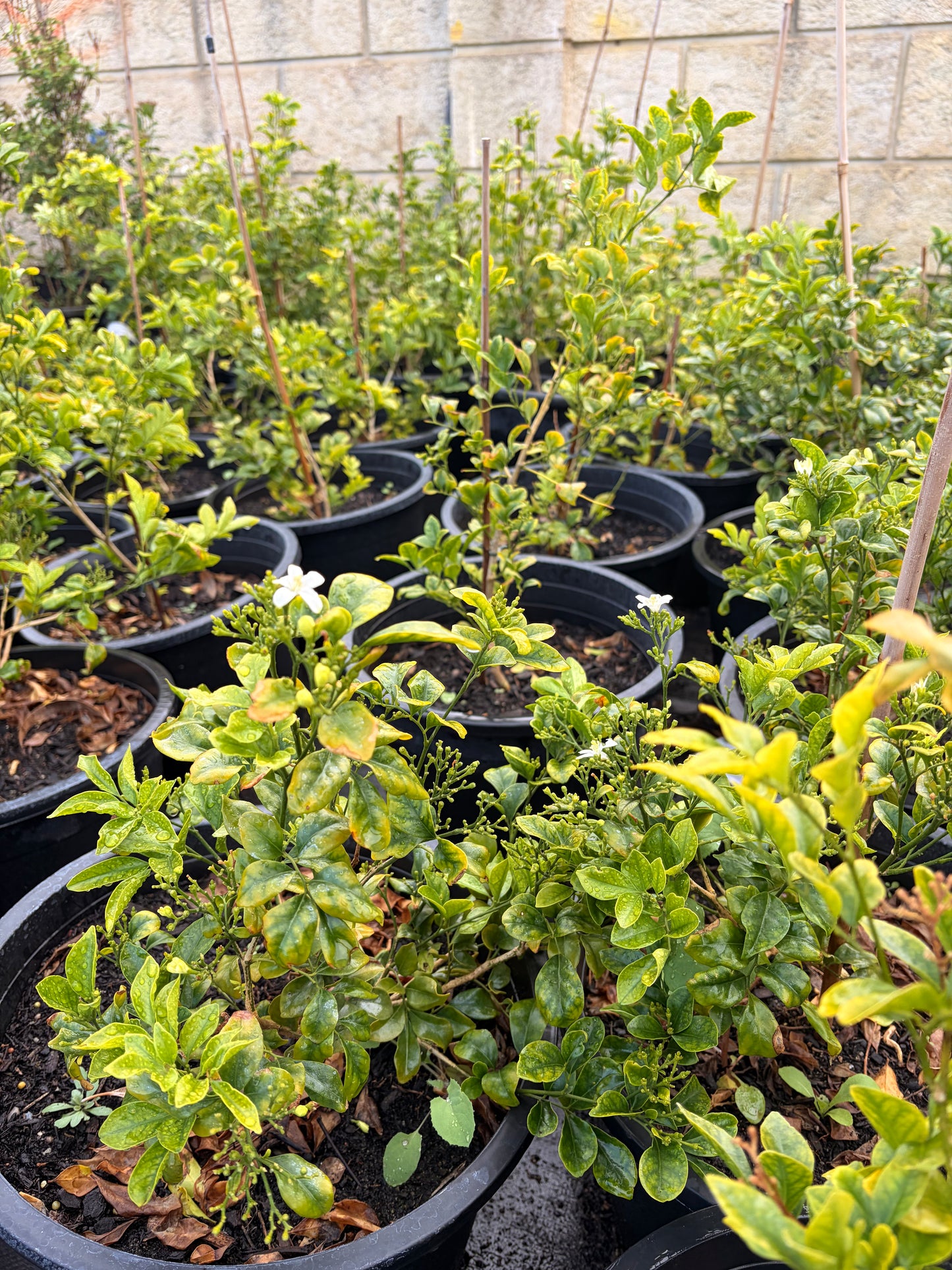 Murraya paniculata