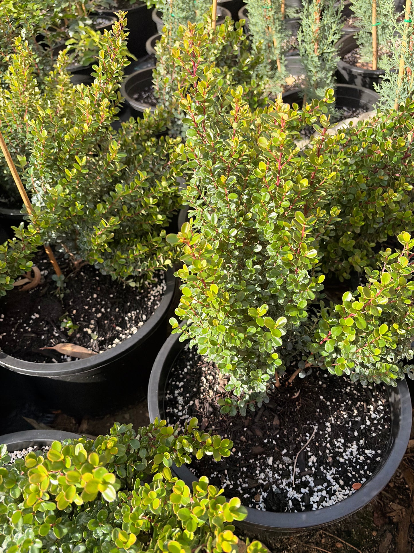 Myrsine africana- African boxwood