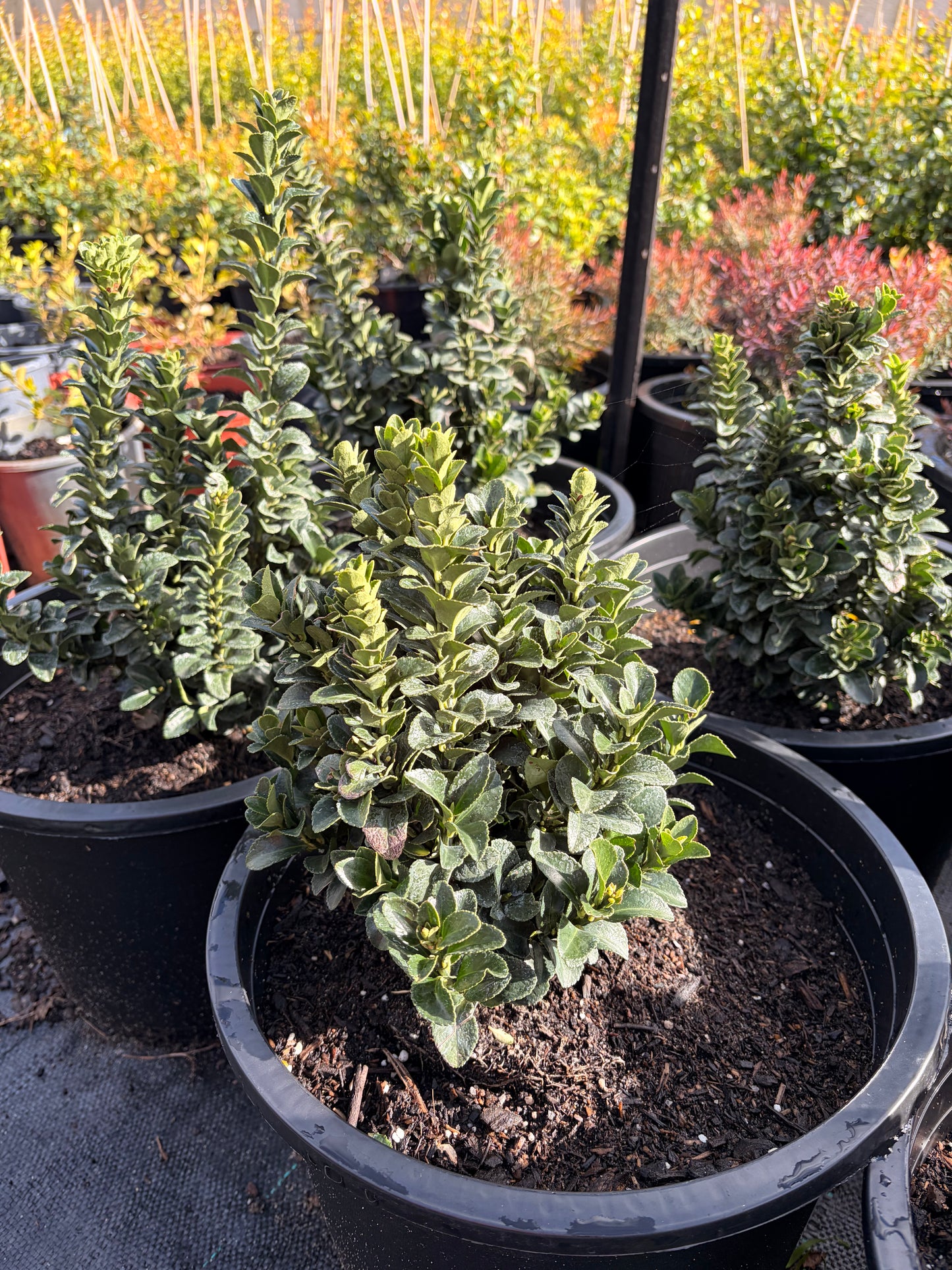 Euonymus japonicus