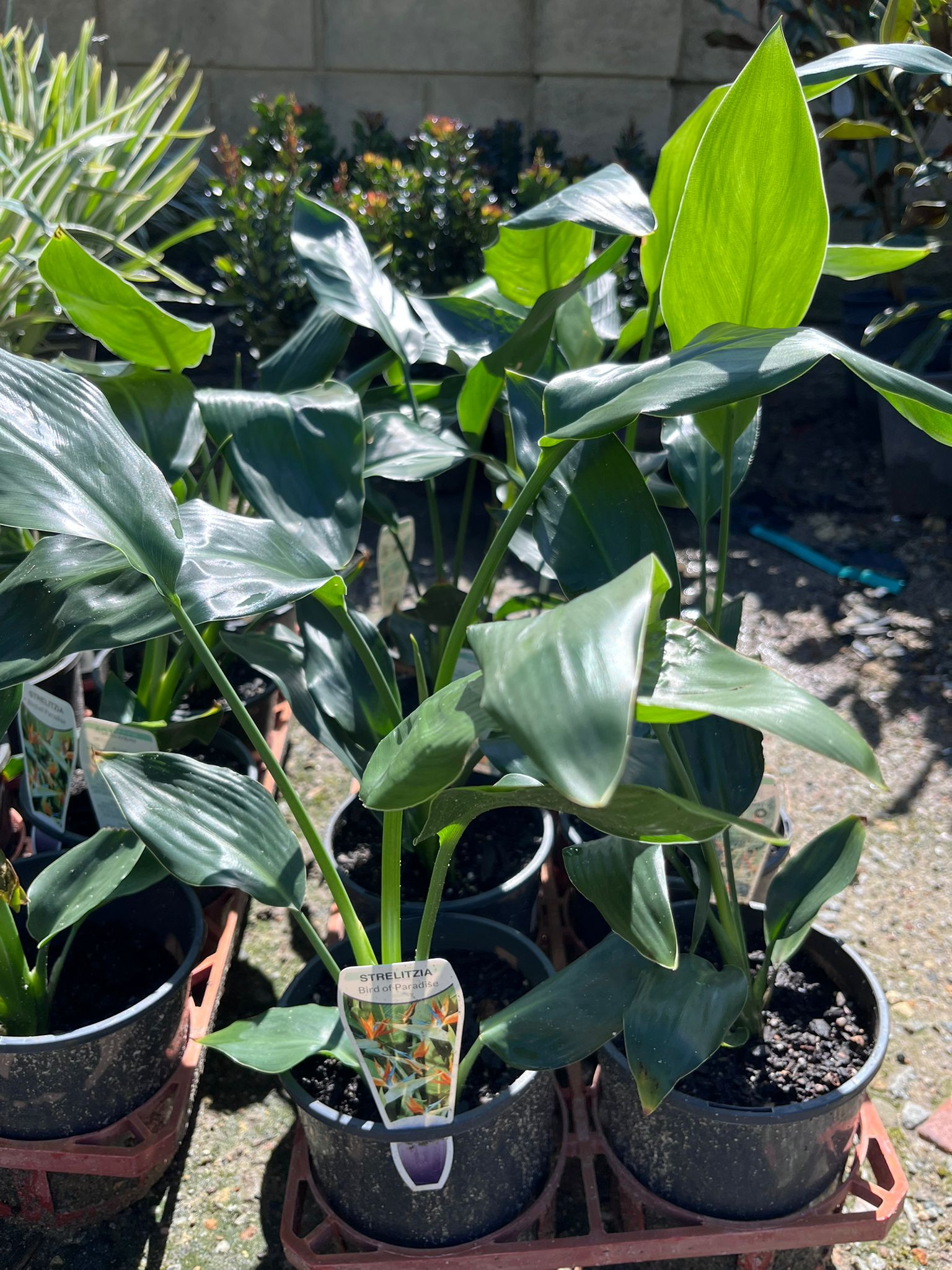 philodendron bird of paradise Bird of Paradise