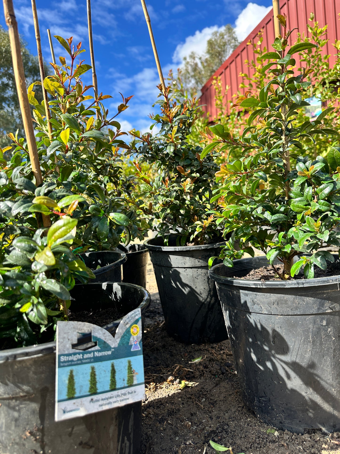 Straight and Narrow (Lilly Pilly)