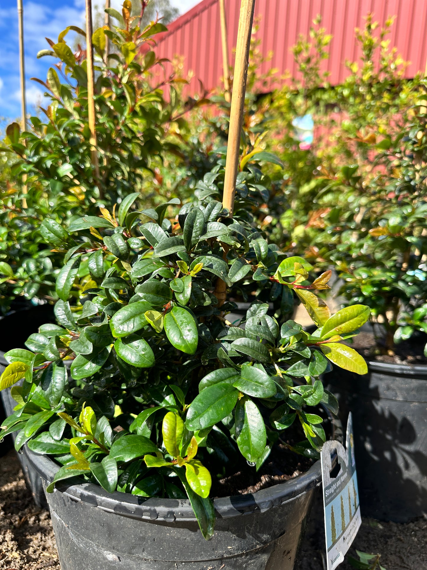 Straight and Narrow (Lilly Pilly)