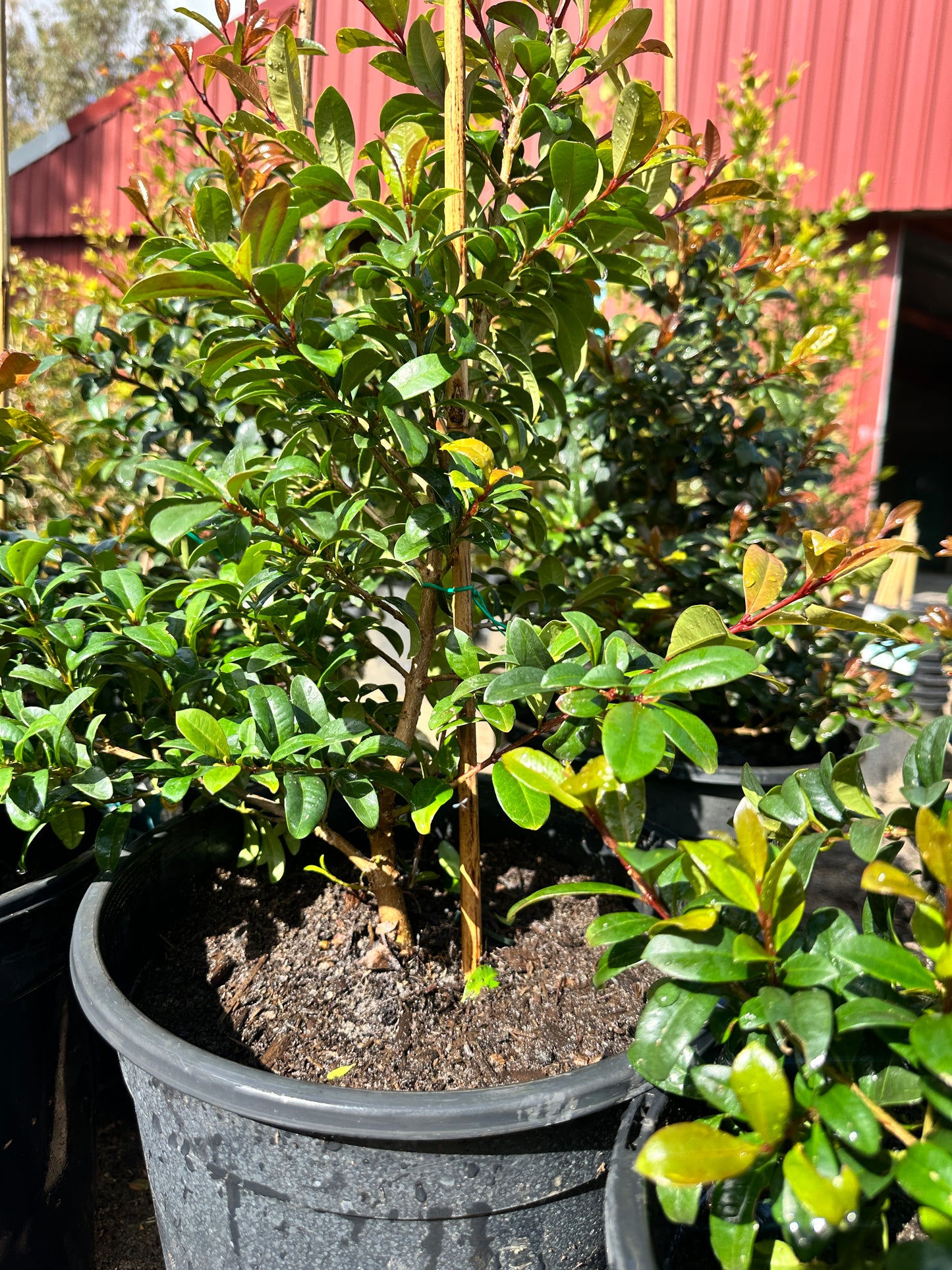 Straight and Narrow (Lilly Pilly)