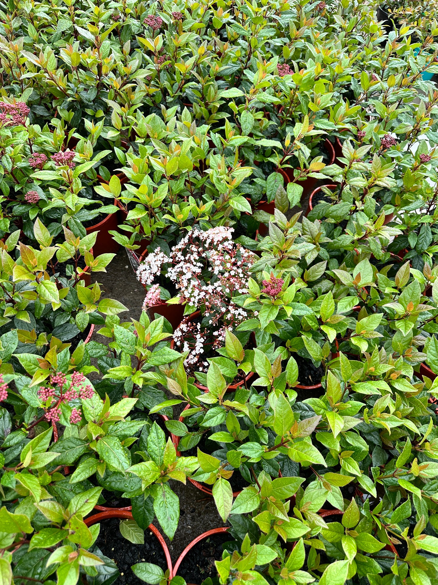 Viburnum Tinus Anvi