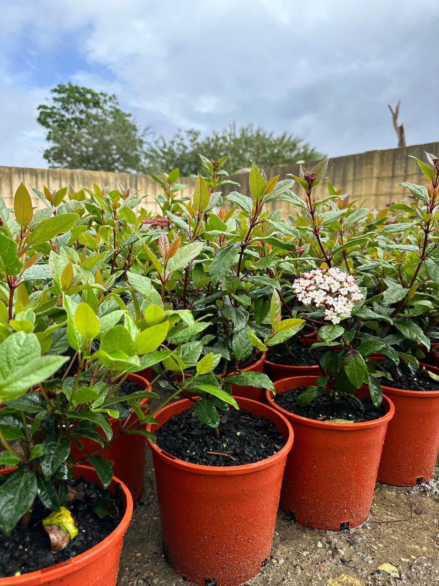 Viburnum Tinus Anvi