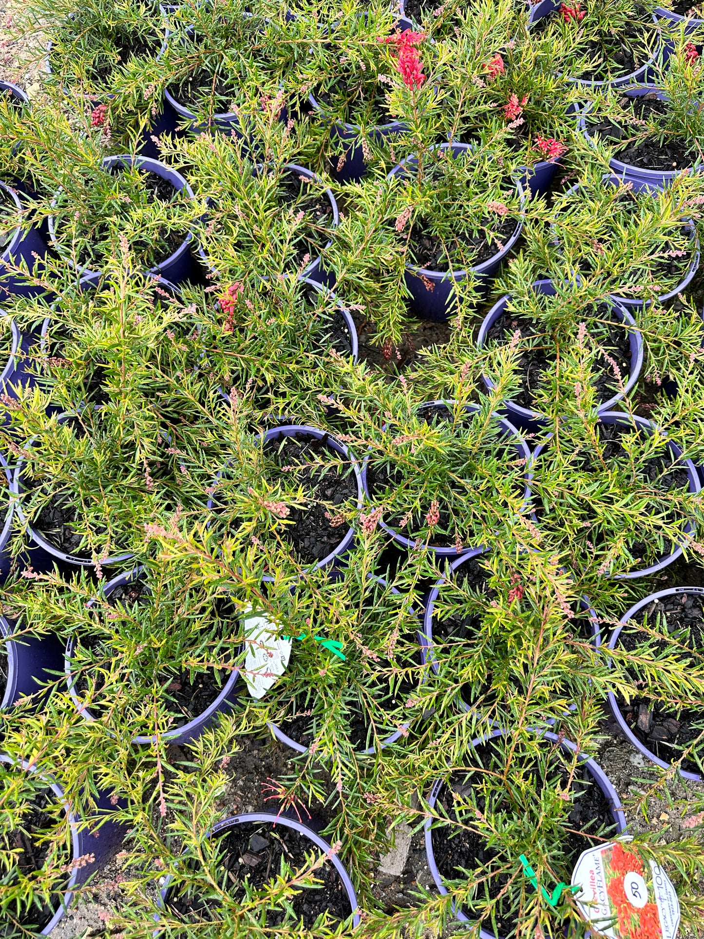 Legacy Flame Grevillea