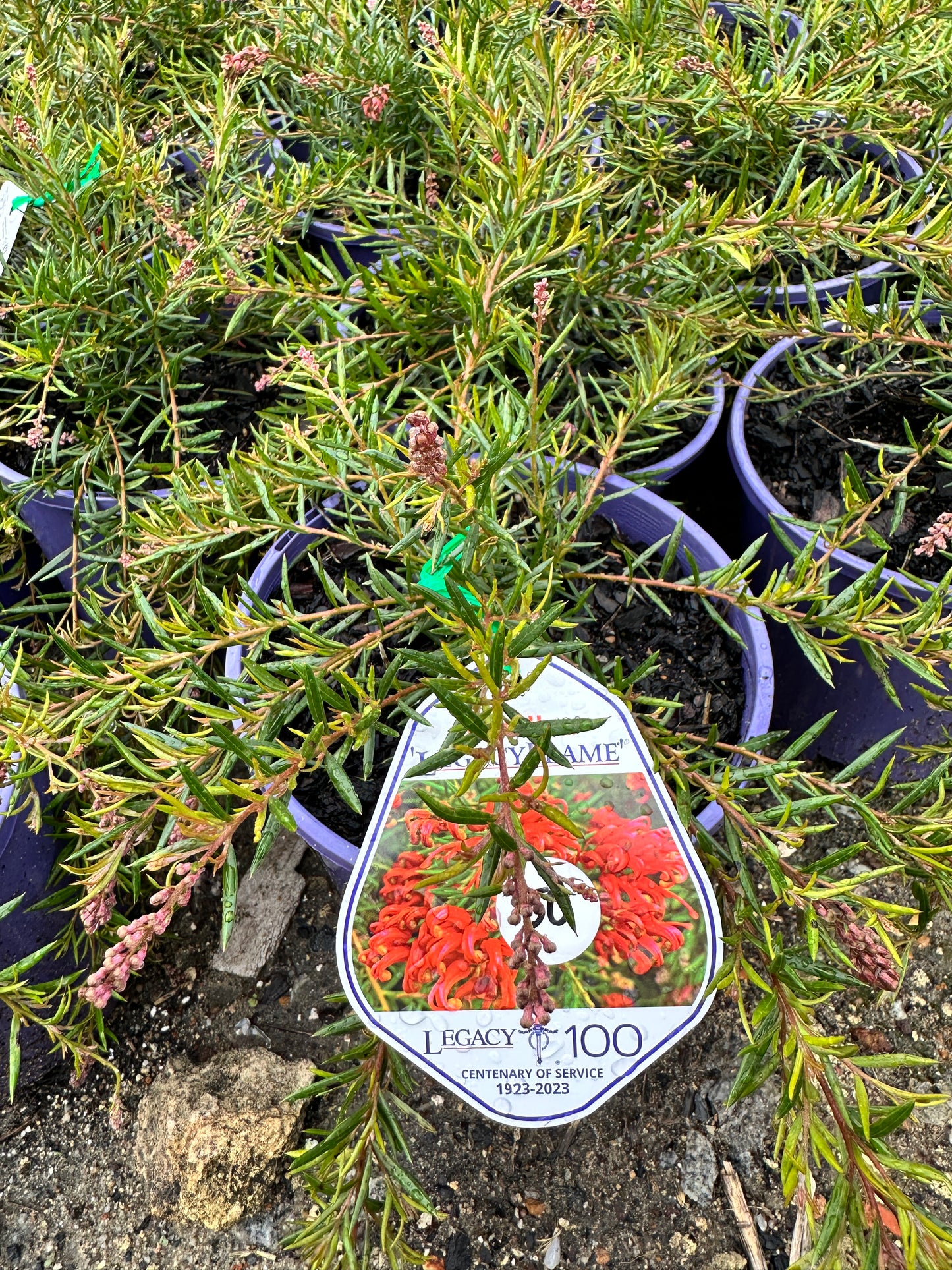 Legacy Flame Grevillea