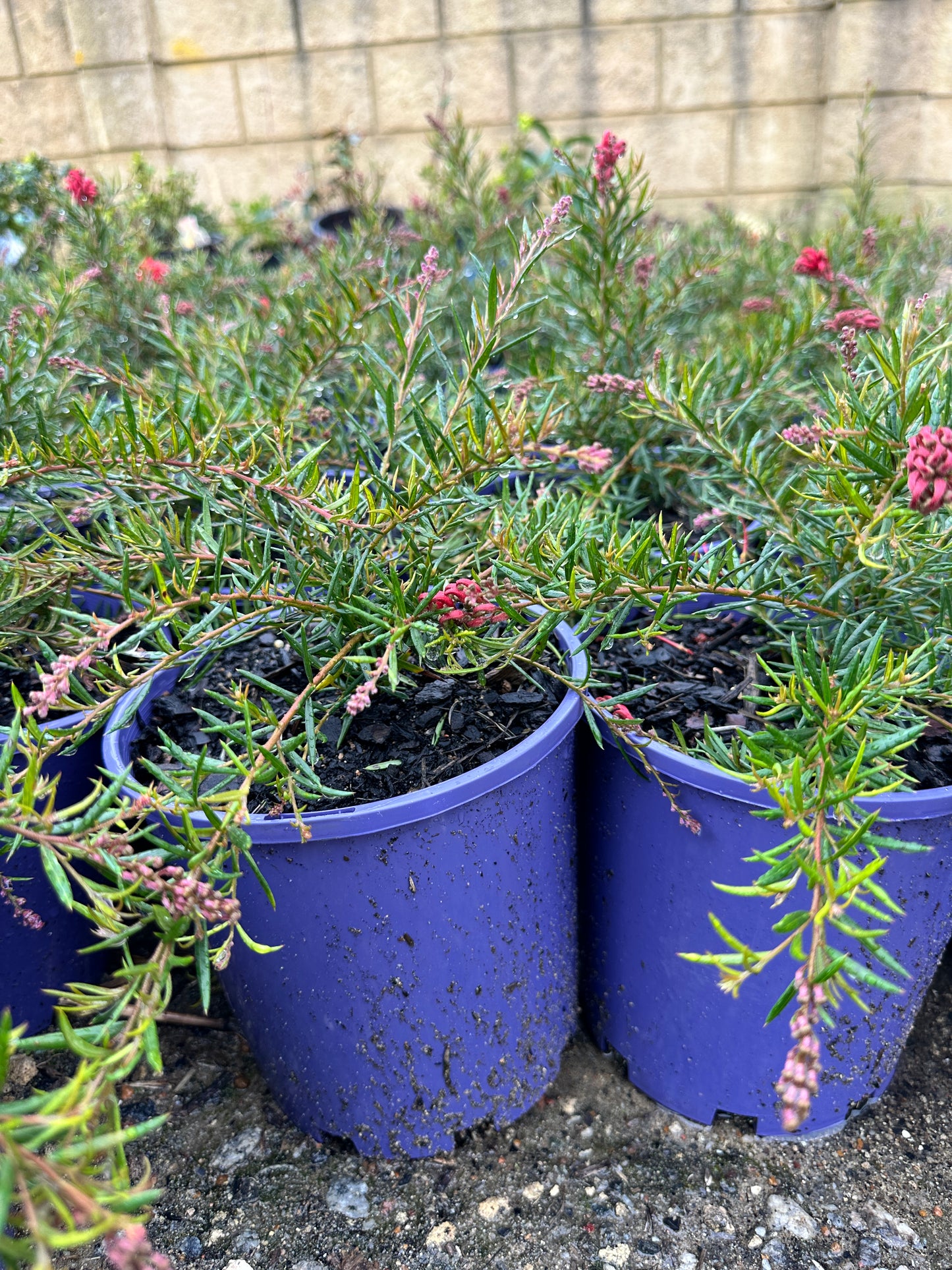 Legacy Flame Grevillea