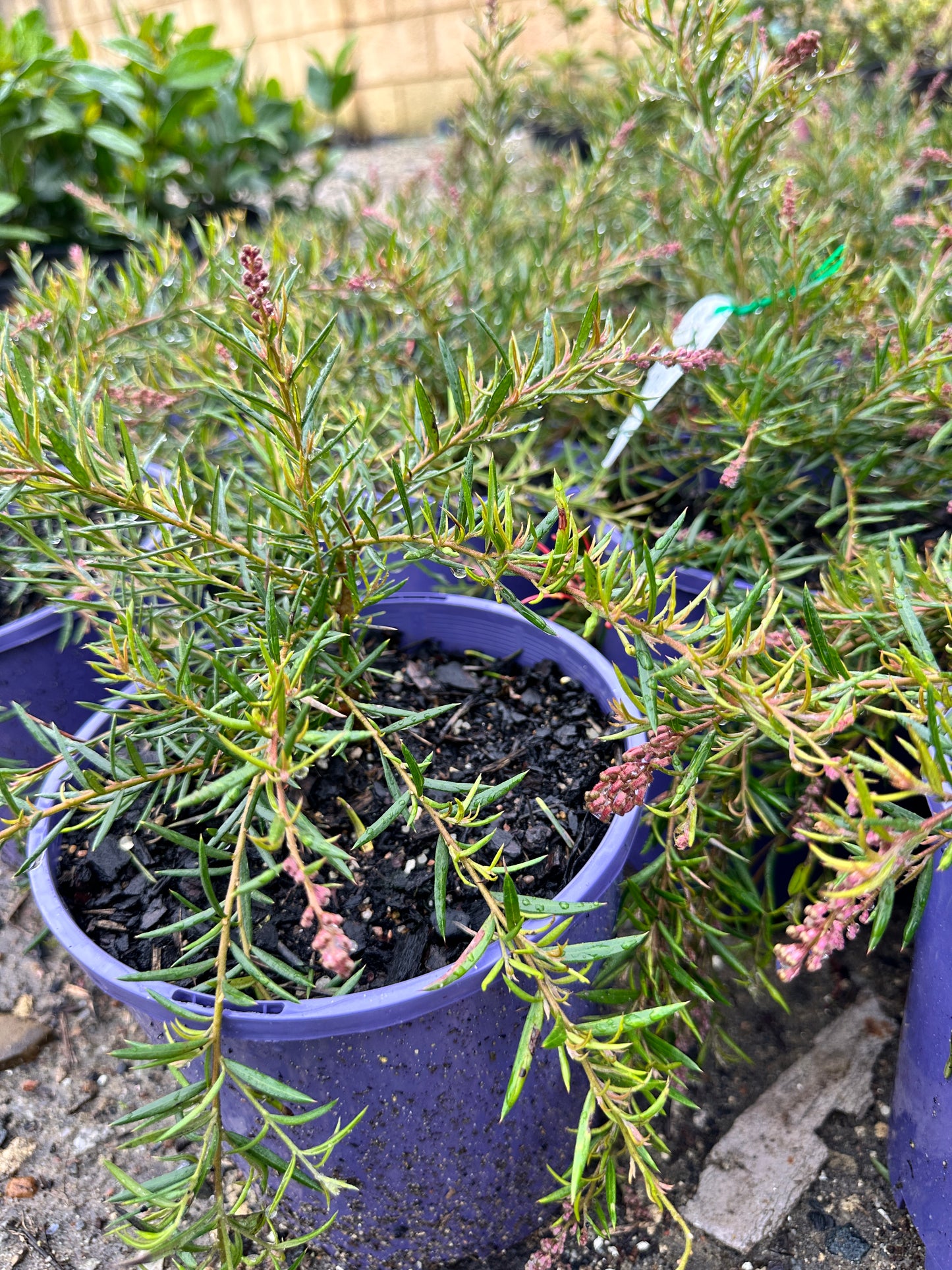 Legacy Flame Grevillea