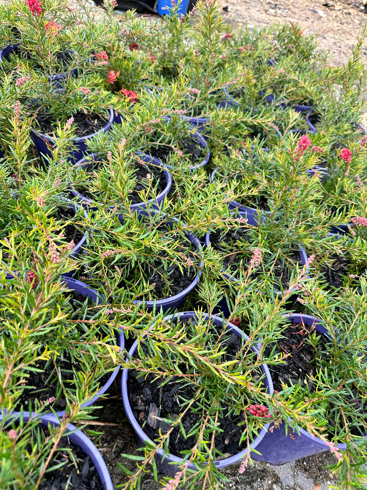 Legacy Flame Grevillea