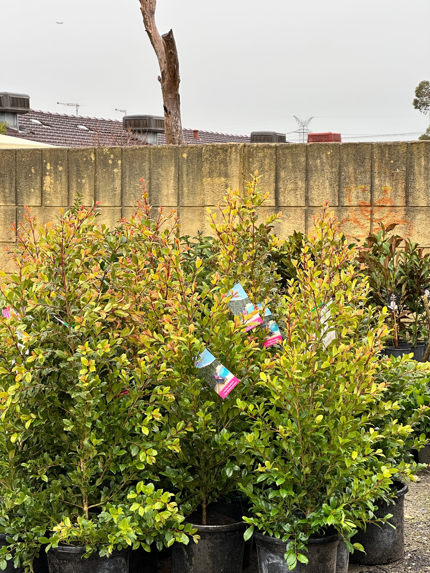 Lilly Pilly Backyard Bliss