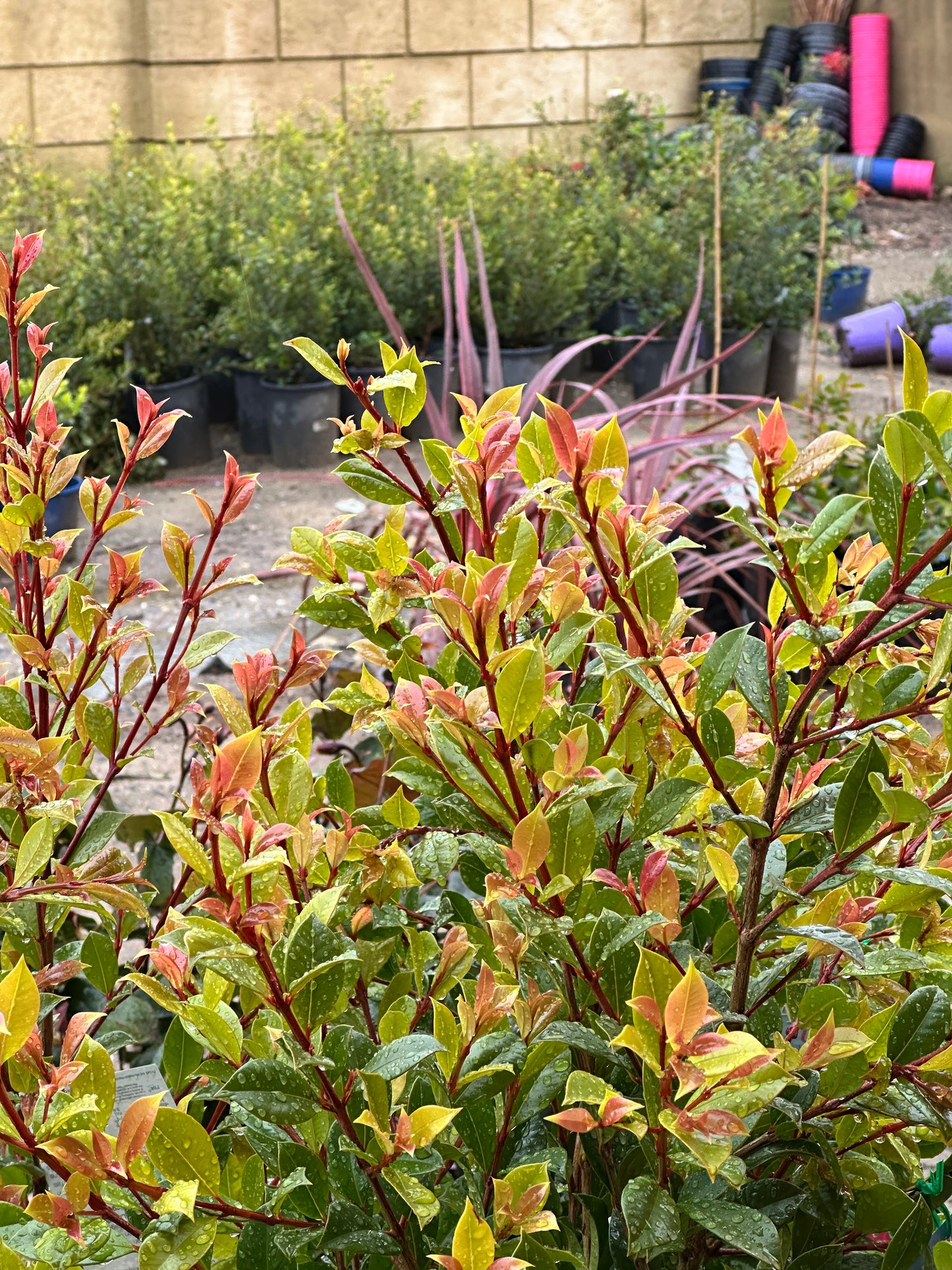 Lilly Pilly Backyard Bliss