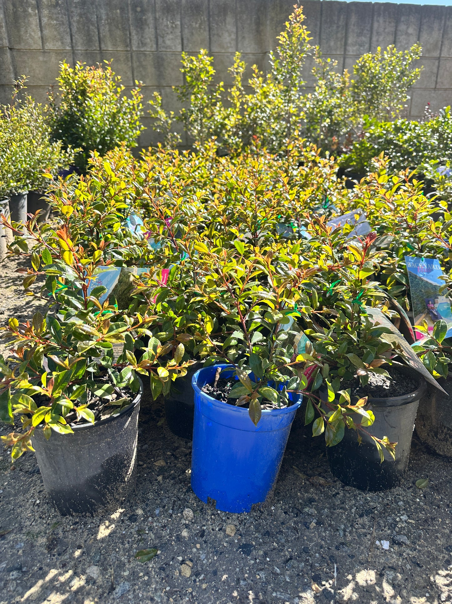 Lilly Pilly Backyard Bliss