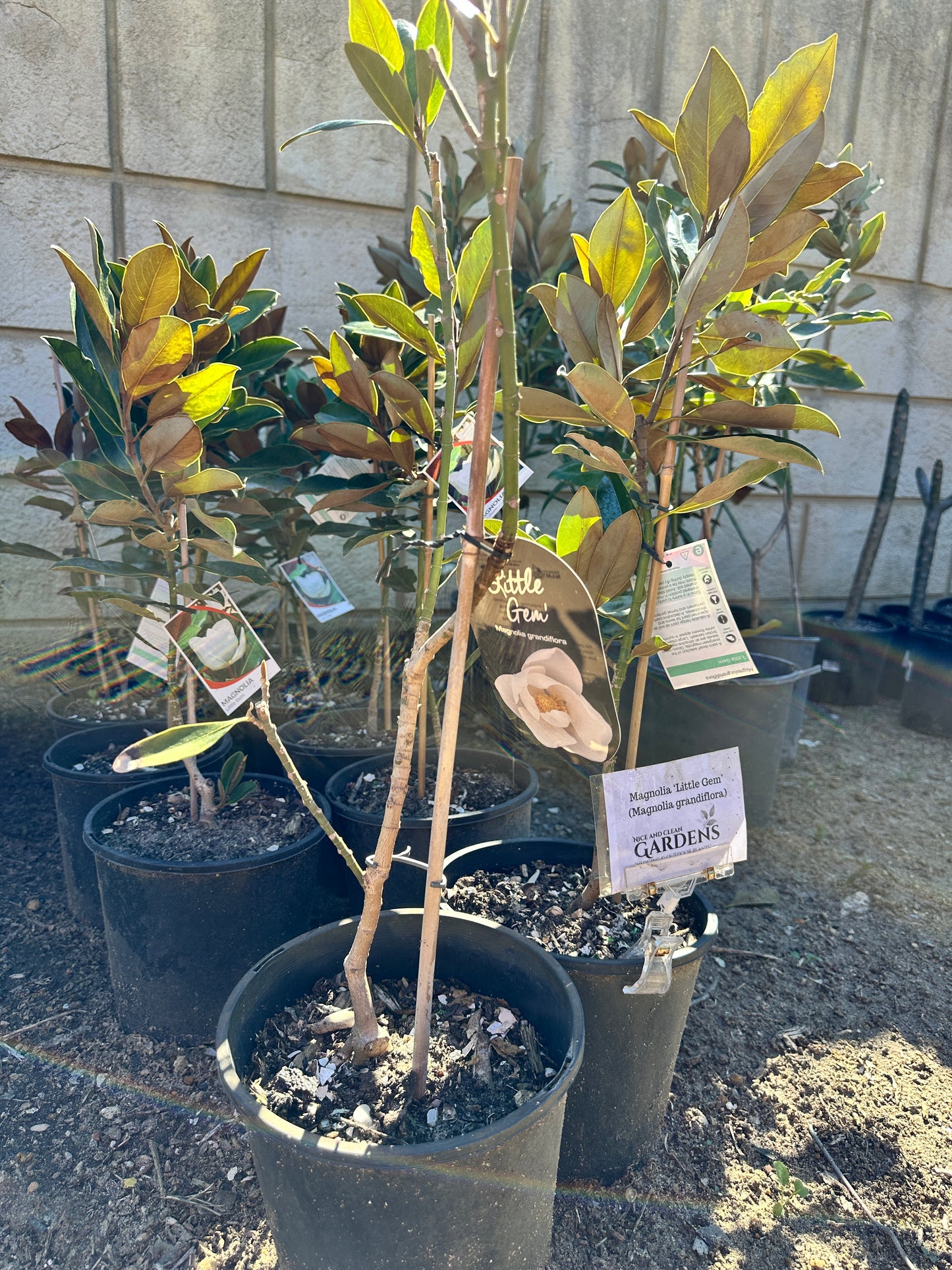 Magnolia Little Gem