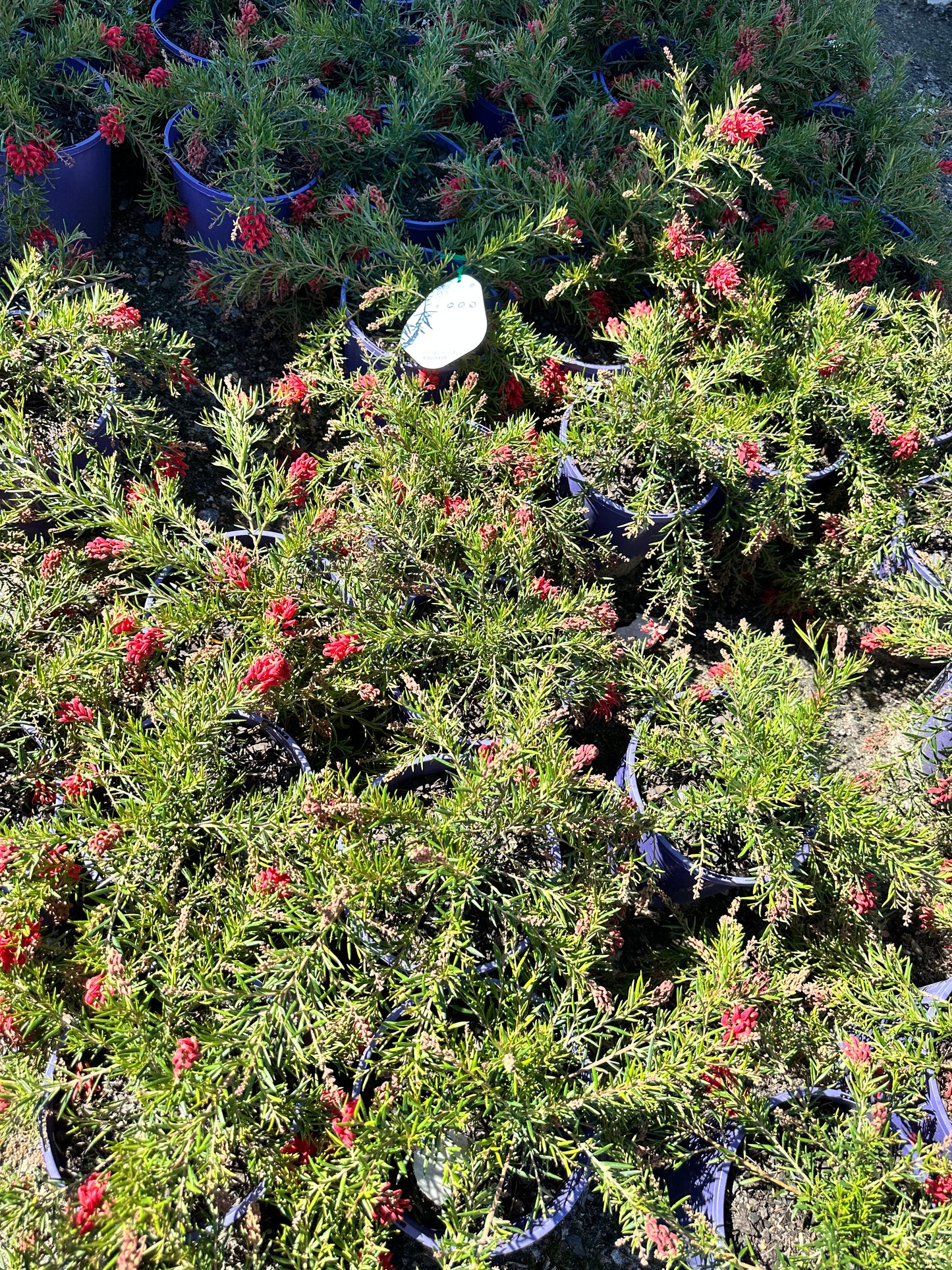 Legacy Flame Grevillea