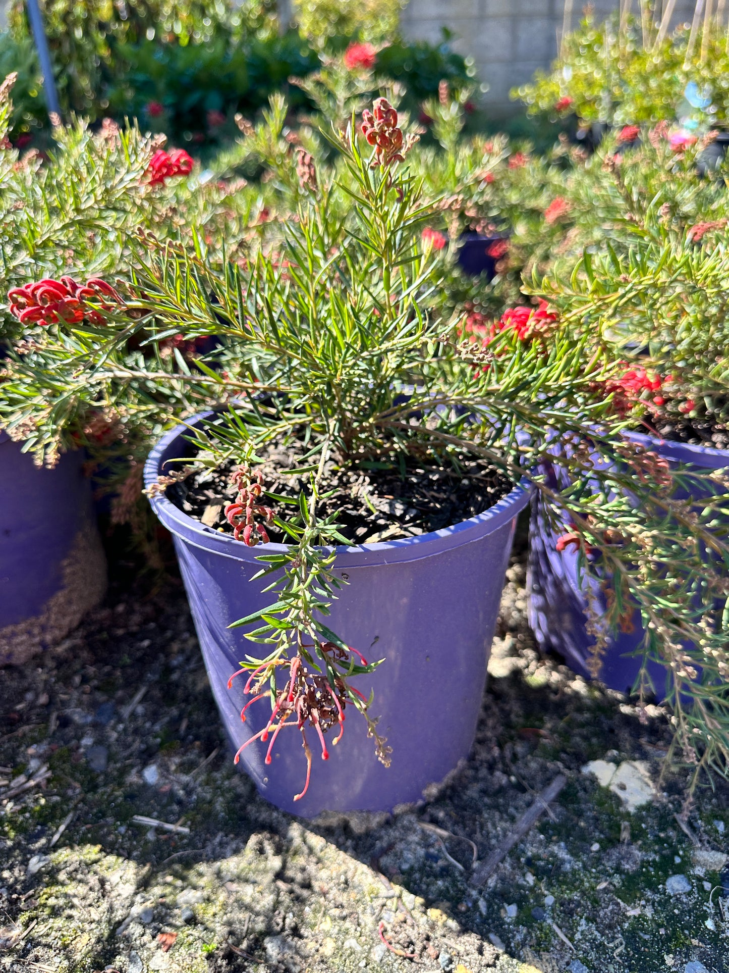 Legacy Flame Grevillea