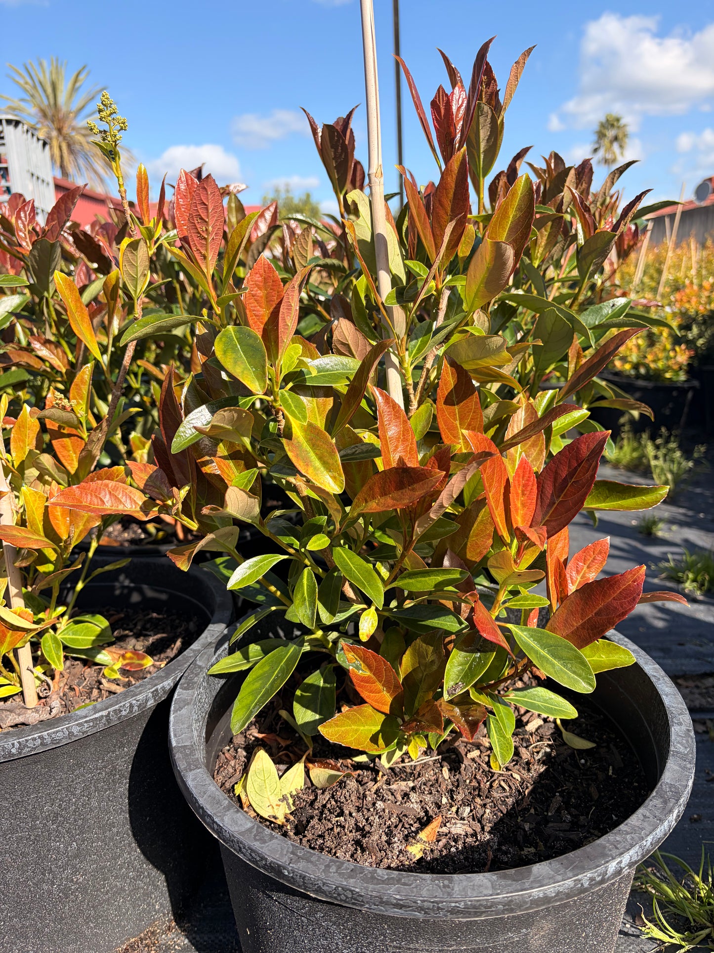 Viburnum coppertop