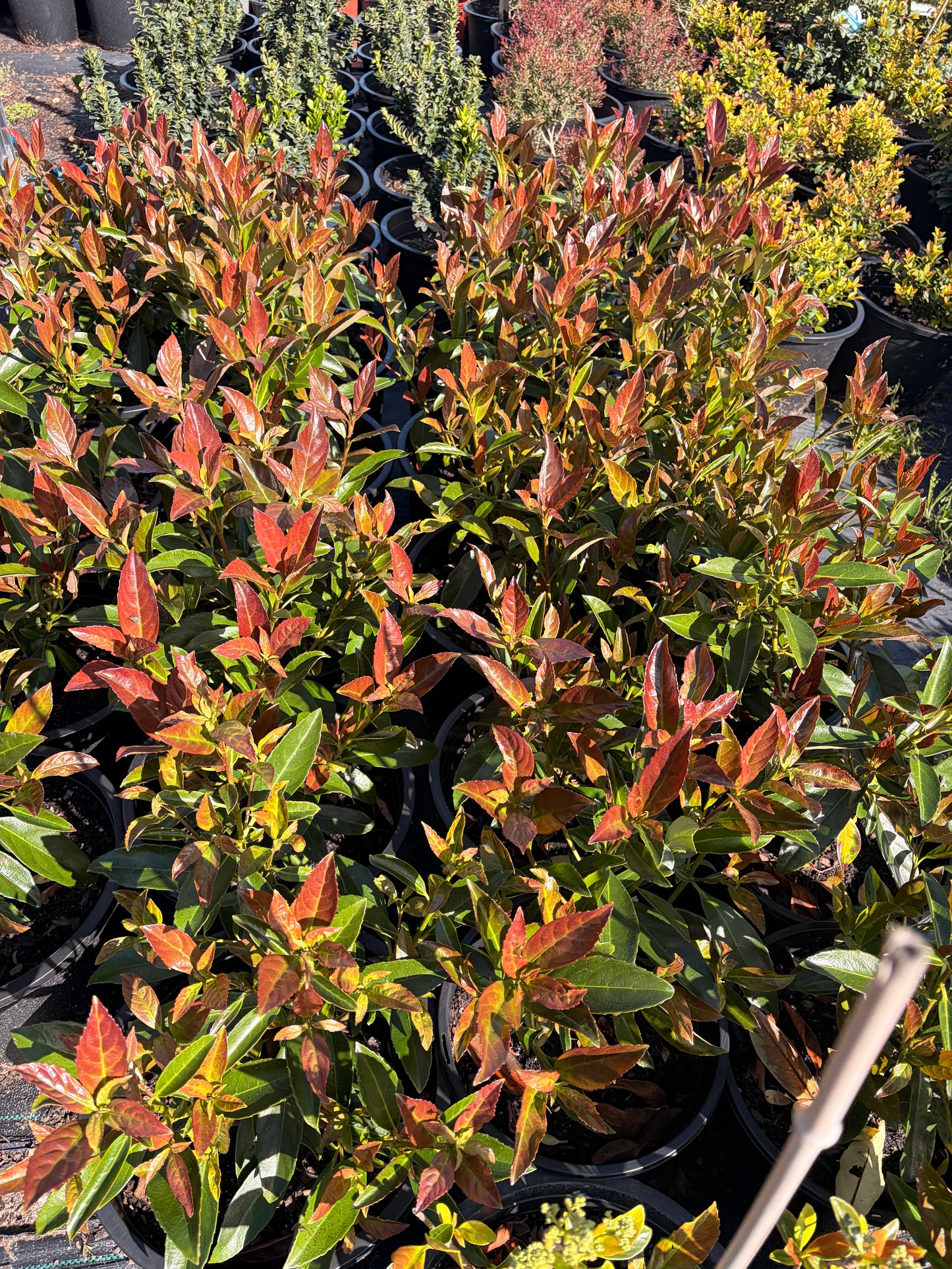 Viburnum coppertop