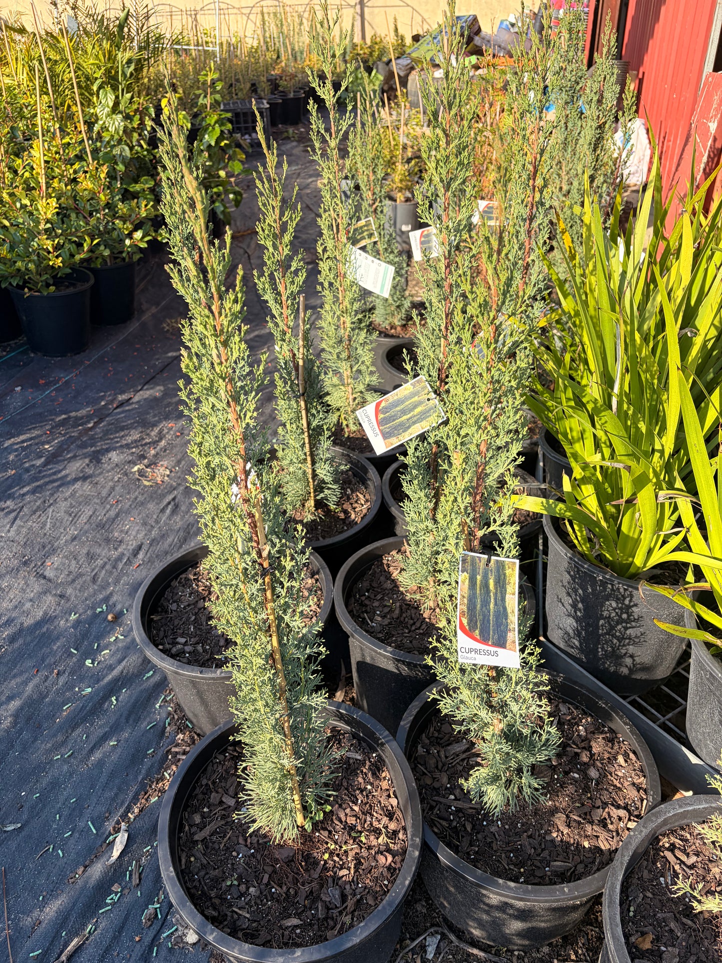 Cupressus sempervirens Glauca