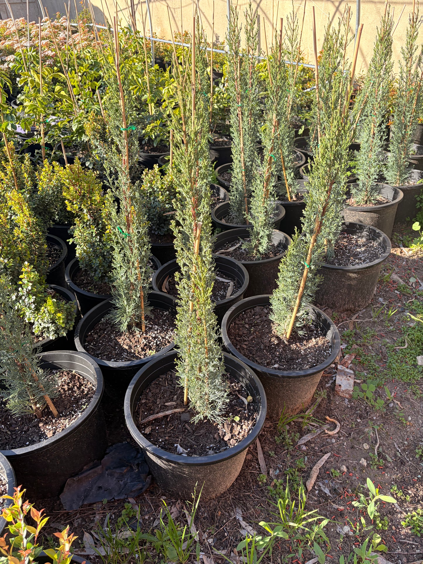 Cupressus sempervirens Glauca