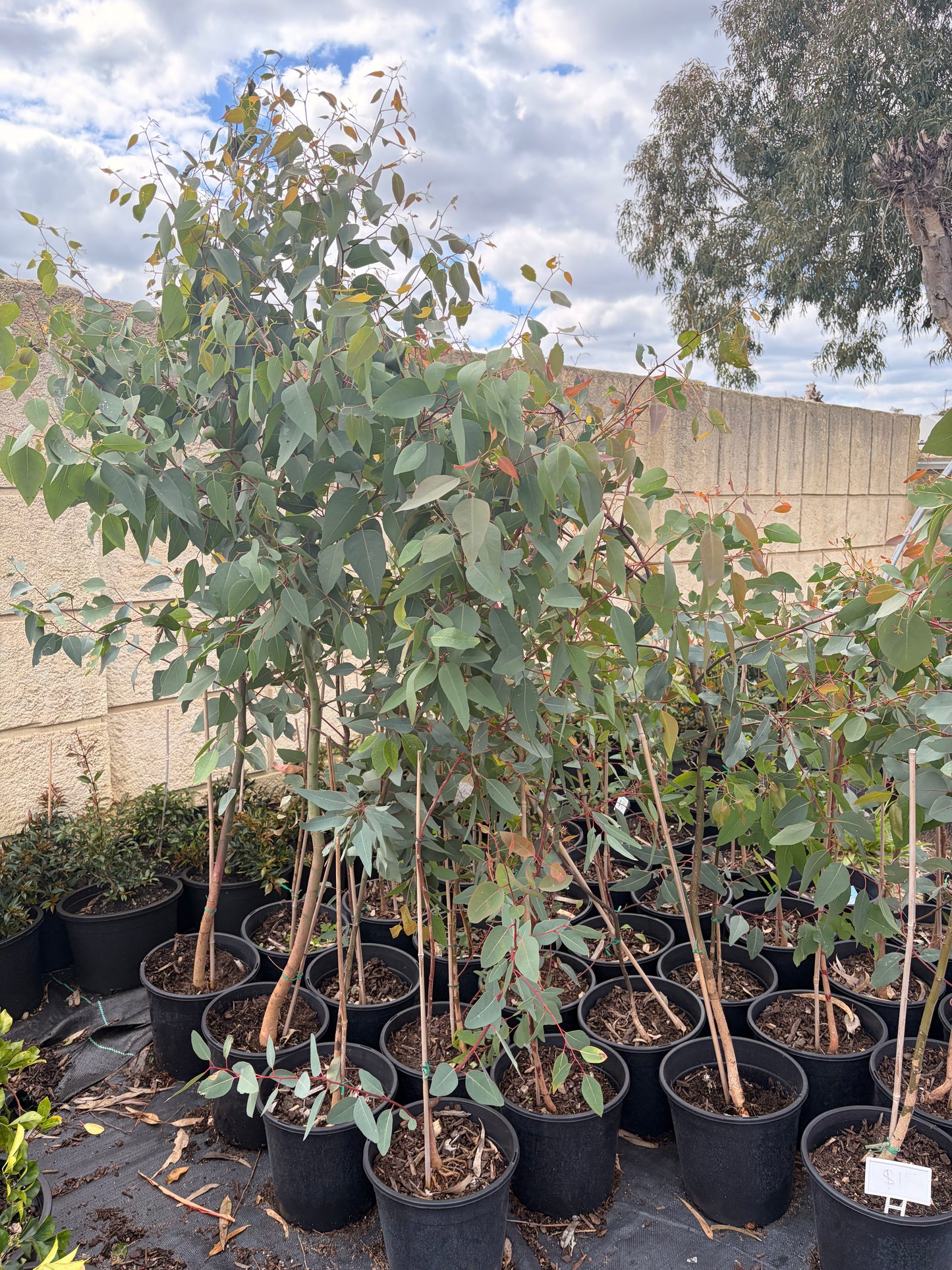 Eucalyptus rudis