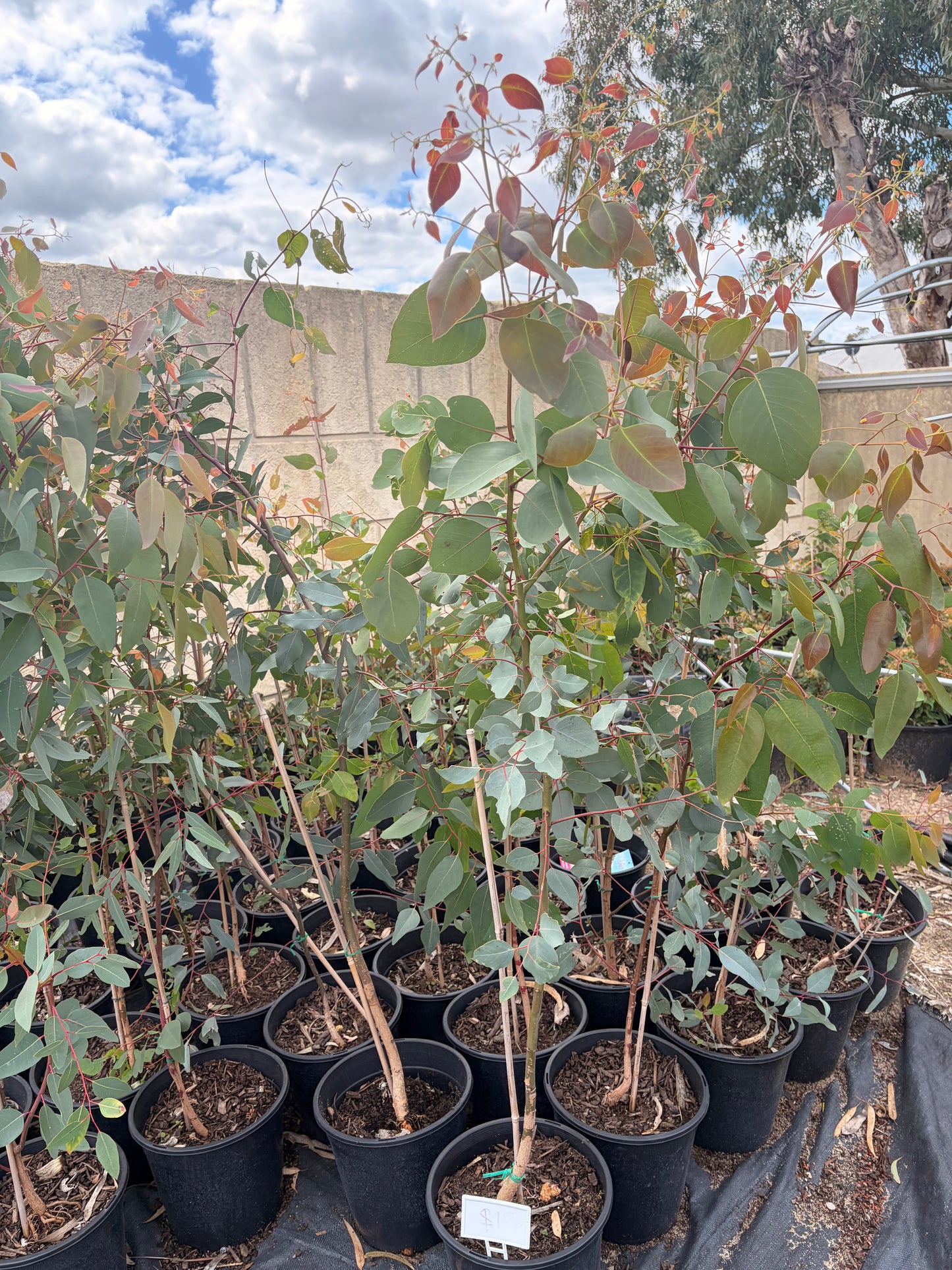 Eucalyptus rudis