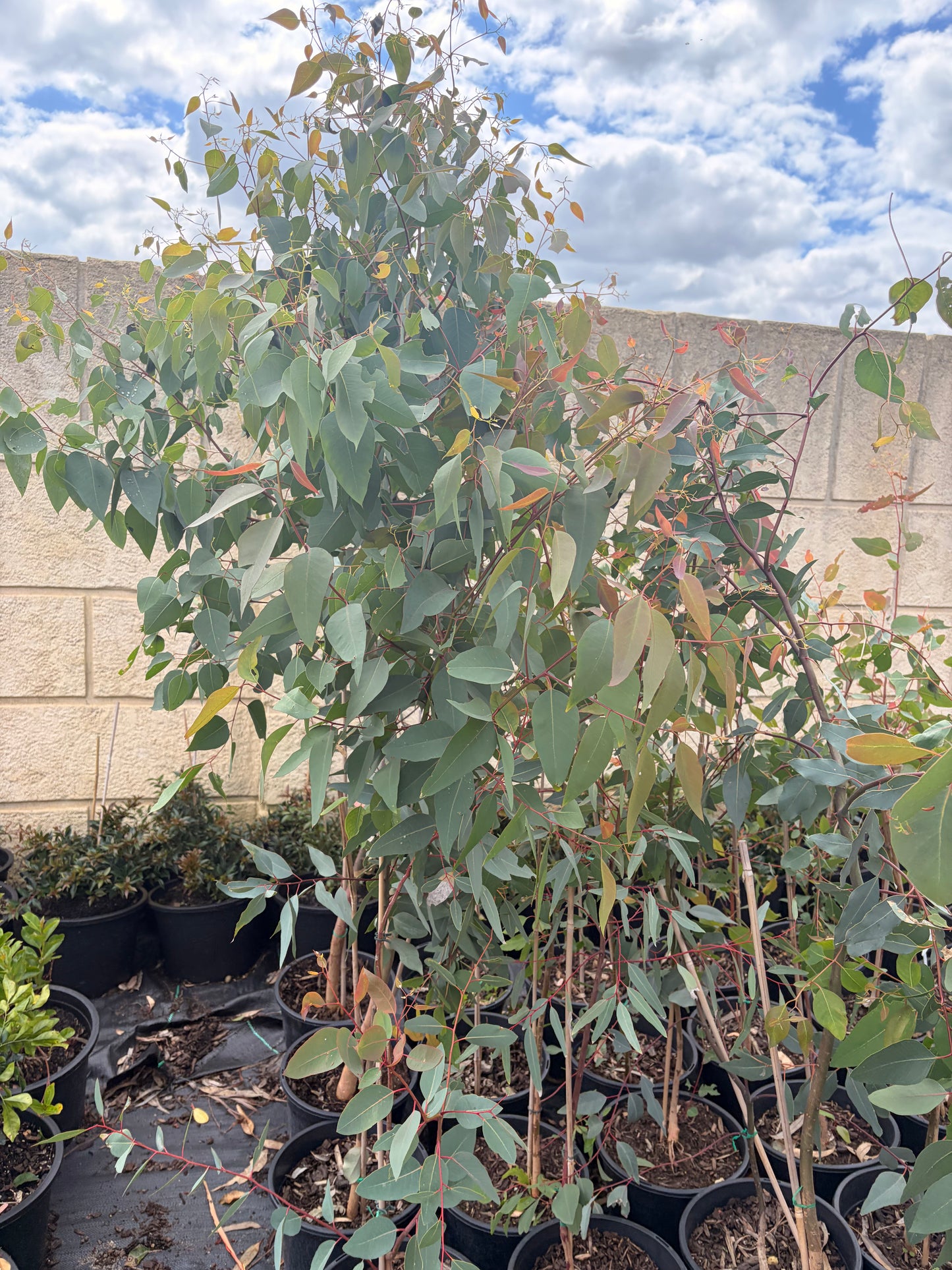 Eucalyptus rudis