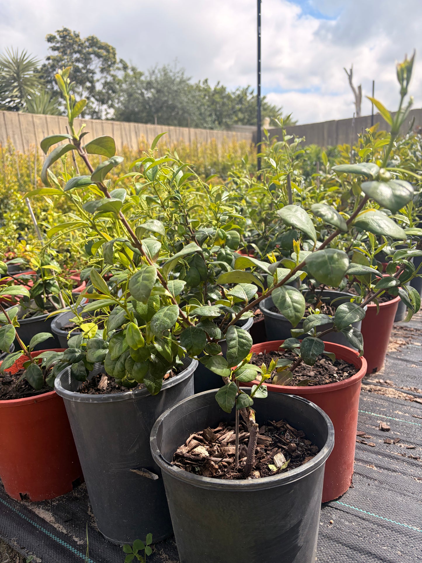 Trachelospermum jasminoides- Star Jasmine