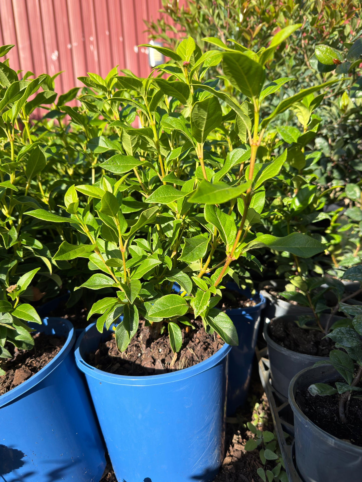 Viburnum Tinus