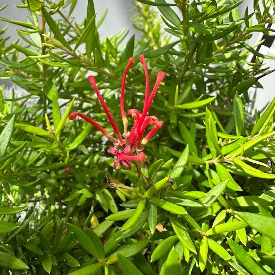 Grevillea Legacy Flame